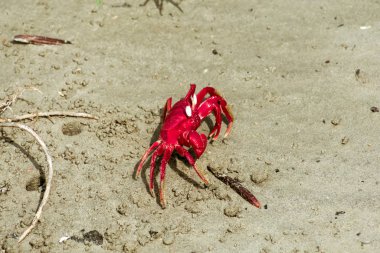 Christmas Island kırmızı yengeci (Gecarcoidea natalis), Hint Okyanusu 'ndaki Cocos (Keeling) ve Gecarcinidae adalarına özgü bir Brachyura kara yengeci..