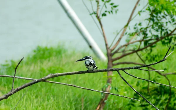 Pájaro acuático martín pescador (Ceryle rudis) con cresta de plumaje negro blanco y pico grande manchado en la rama del árbol en la zona costera que se posa flotando para la captura de peces. Santuario de Aves de Atapaka Andhra Prades —  Fotos de Stock