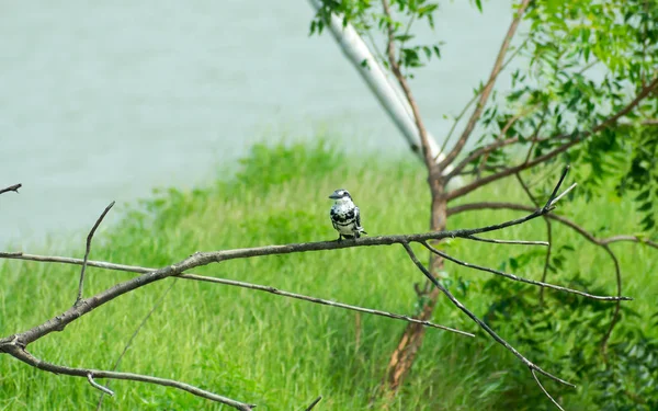 Pied kingfisher water bird (Ceryle rudis) with white black plumage crest and large beak spotted on tree branch in coastal area perching hovering for catch of fish. Kumarakom Bird Sanctuary Kerala Indi — Stock Photo, Image