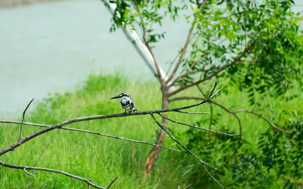 Pied kingfisher water bird (Ceryle rudis) with white black plumage crest and large beak spotted on tree branch in coastal area perching hovering for catch of fish. Porbandar Bird Sanctuary Gujarat Ind — Stock Photo, Image