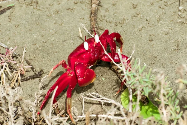 Karácsony-szigeti vörös rákok (Gecarcoidea natalis), a Brachyura szárazföldi rák vagy a vörös őrült hangyafélék Gecarcinidae fajok, amelyek endémiás a Karácsony-sziget és a Cocos (Keeling) szigetek az Indiai-óceánon. — Stock Fotó