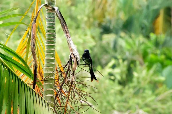 Le Drongo noir (Dicrurus Dicruridae macrocercus), un passereau asiatique au bec et à la fourche de plumage noir brillant à la queue, est assis sur une forêt de branches d'arbres perchée en vol stationnaire. Refuge d'oiseaux de Kumarakom, Kerala Ind — Photo