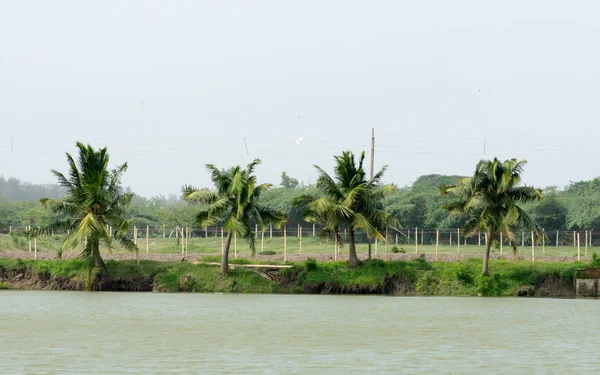 La vista sobre las exuberantes palmeras de coco cerca de un lago remanso sobre un fondo de un cielo azul claro en el parque público. Hermoso lugar tropical paisaje natural de fondo. Kerala India Asia Meridional Pac — Foto de Stock