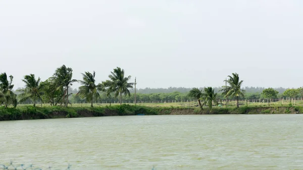 Kamu parkındaki açık mavi bir arka planda durgun bir göl yakınındaki yemyeşil hindistan cevizi palmiye ağaçlarının manzarası. Güzel tropikal bir yer, doğal manzara. Kerala Hindistan Güney Asya Pac — Stok fotoğraf