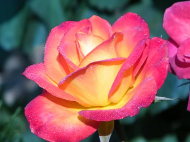 Arka planda su damlaları olan kırmızı bir gül. Metnin için ücretsiz kopyalama alanı. Makro.