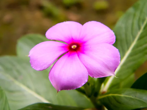 Una linda flor de Periwinkle rojo rosado bonito. Delicada Flor. Encantadoras pequeñas orquídeas. Sangrado Color púrpura en forma de corazón. Pequeña belleza delicadeza. Tomillo salvaje. Nature Background. De cerca. Copiar espacio . — Foto de Stock