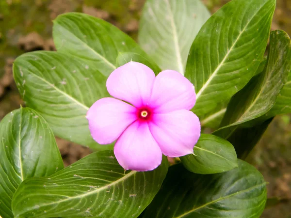 Una linda flor de Periwinkle rojo rosado bonito. Delicada Flor. Encantadoras pequeñas orquídeas. Sangrado Color púrpura en forma de corazón. Pequeña belleza delicadeza. Tomillo salvaje. Nature Background. De cerca. Copiar espacio . — Foto de Stock