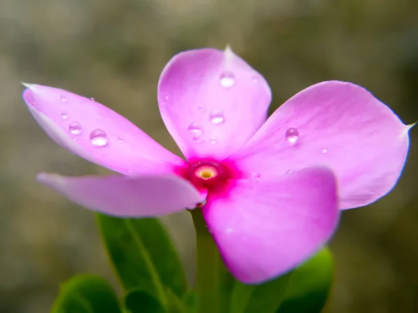 Ładny ładny różowy kwiat Periwinkle czerwony. Delikatny kwiat. Urocze małe orchidee. Krwawiący fioletowy kolor serca Kształt. Mała Piękna Delikatność. Dziki Tymianek. Kontekst natury. Zamknij drzwi. Przestrzeń kopiowania. — Zdjęcie stockowe