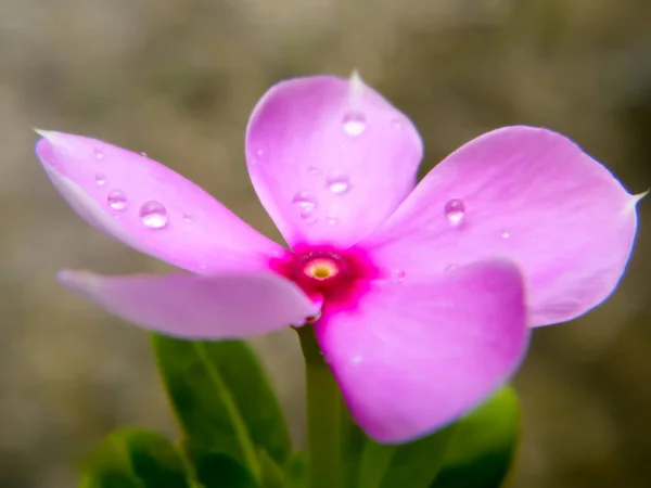 Ładny ładny różowy kwiat Periwinkle czerwony. Delikatny kwiat. Urocze małe orchidee. Krwawiący fioletowy kolor serca Kształt. Mała Piękna Delikatność. Dziki Tymianek. Kontekst natury. Zamknij drzwi. Przestrzeń kopiowania. — Zdjęcie stockowe