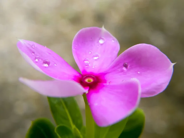 Ładny ładny różowy kwiat Periwinkle czerwony. Delikatny kwiat. Urocze małe orchidee. Krwawiący fioletowy kolor serca Kształt. Mała Piękna Delikatność. Dziki Tymianek. Kontekst natury. Zamknij drzwi. Przestrzeń kopiowania. — Zdjęcie stockowe