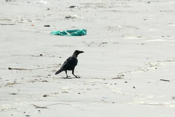A medium sized Indian house crow bird (Corvus Corvidae family) common known as crows, ravens, rooks or jackdawss spotted in a sea beach. Close up. Animal wildlife theme and wild behavior background. — Stock Photo, Image