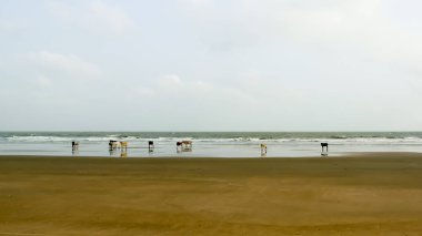 Kutsal inekler gruplar halinde otlayıp Goa Denizi Sahili 'nde günlerce sıcak kumda güneşleniyorlar. Arka planda Hint Okyanusu. Vahşi doğa temalı evcil hayvanlar. Seyahat turizmi. Hindistan Güney Asya Pac