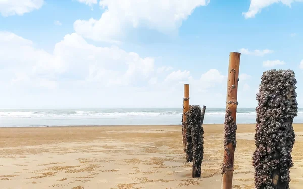 Cerca de junco Palisade de bambu na ilha vazia da praia do mar. Uma cerca de postes de madeira de bambu fixados em terra de areia. Paisagem cenário. Turismo de viagem fundo. Concentre-se em primeiro plano. Espaço espaço de cópia para texto . — Fotografia de Stock