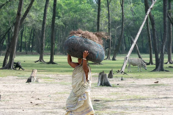 La anciana de la tribu Bodos lleva madera pesada en su cabeza caminando por el camino de tierra. Responsabilidad de las tareas domésticas. Recoger leña es una tarea laboriosa. aldea rural Assam India mayo 2019 — Foto de Stock