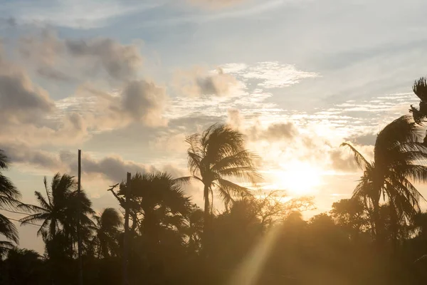 Silhouette coconut palm tree by dark back Lit skylight sun sunlight sunset. Dramatic atmospheric mood background. Dusk to night time lapse. Tropical Island Beach climate. Background nature scene.