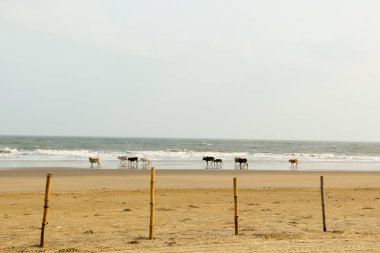 Kutsal inekler gruplar halinde otlayıp Goa Denizi Sahili 'nde günlerce sıcak kumda güneşleniyorlar. Arka planda Hint Okyanusu. Vahşi doğa temalı evcil hayvanlar. Seyahat turizmi. Hindistan Güney Asya Pac