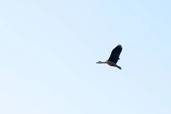 Un pájaro de agua de pato silbante indio menor (Dendrocygna javanica) vuela en el cielo. Fotografía tomada en el humedal del Parque Nacional Keoladeo Rajastán en verano. Belleza en la naturaleza libertad de fondo . — Foto de Stock