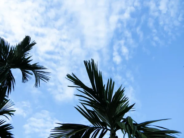 Palmera de coco en el fondo del cielo. Mirando hacia arriba las palmeras de coco sobre el cielo azul y las nubes flotantes blancas con un espacio en blanco para el texto . — Foto de Stock