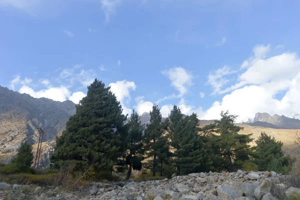 Bosque de pinos picea en el telón de fondo de la montaña. Bosque de montaña de pinos en el día soleado. Foco suave minúsculas nubes blancas flotantes en el fondo. Paisaje verano . — Foto de Stock