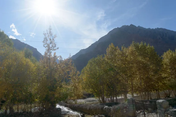 Lindo álamo amarelo e floresta de pinheiro com Outono Outono Folhas de outono em Sunset Light em Huangshan Mountain Range floresta, Província de Anhui, República Popular da China . — Fotografia de Stock