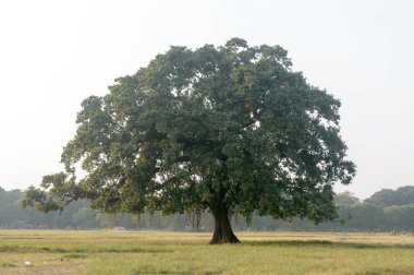 A large single banyan tree on a green meadow landscape. Rural scene vertical horizon over plain land. Environmental conservation background. Beauty in nature. Sunlight Sunset Spring time.