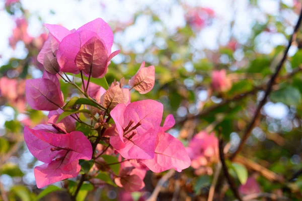 Röda och rosa cyklamen tulpaner liljor hortensia orkidéer blommande växt i blom. Ranunculales Iris Påskliljor Hyacinter perenn vinstockar bakgrund. Sommar prydnadsträdgård. Ny tröja — Stockfoto