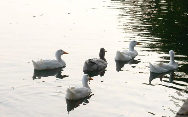 Bandada de patos aves aves marinas (gansos cisnes o Anatidae llamados colectivamente aves acuáticas familia Wading shorebirds) nadando flotando en la superficie del agua del lago reflexión de los humedales. Animales Fondo salvaje . —  Fotos de Stock