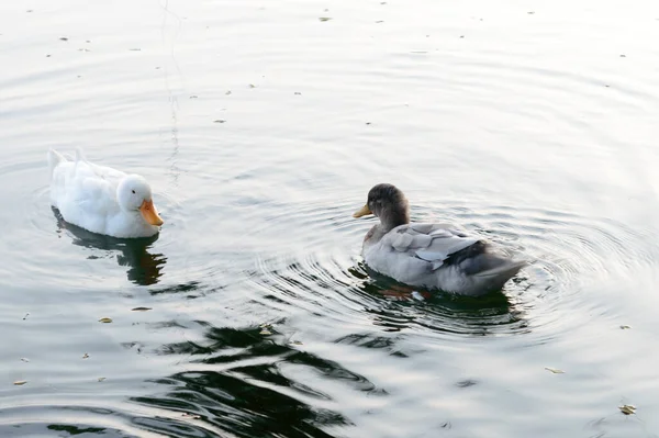 鸭鸟水鸟（鹅天鹅或统称水鸟水鸟科）在湿地反射湖面上游泳。靠近点动物及野生动物背景. — 图库照片
