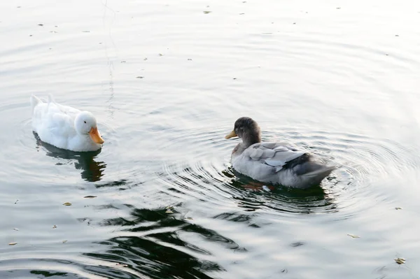 Anatre uccelli acquatici uccelli marini (oche cigni o anatidi chiamati collettivamente uccelli acquatici Wading famiglia uccelli marini) che galleggiano sulla superficie dell'acqua del lago di riflessione delle zone umide. Chiudere. Animali Sfondo selvaggio . — Foto Stock