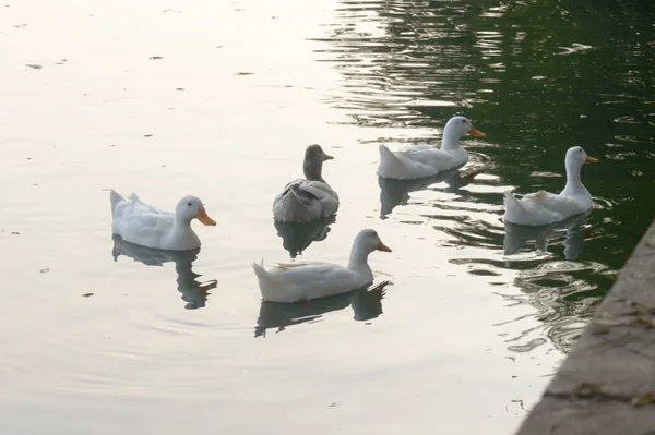 Bandada de patos aves aves marinas (gansos cisnes o Anatidae llamados colectivamente aves acuáticas familia Wading shorebirds) nadando flotando en la superficie del agua del lago reflexión de los humedales. Animales Fondo salvaje . —  Fotos de Stock