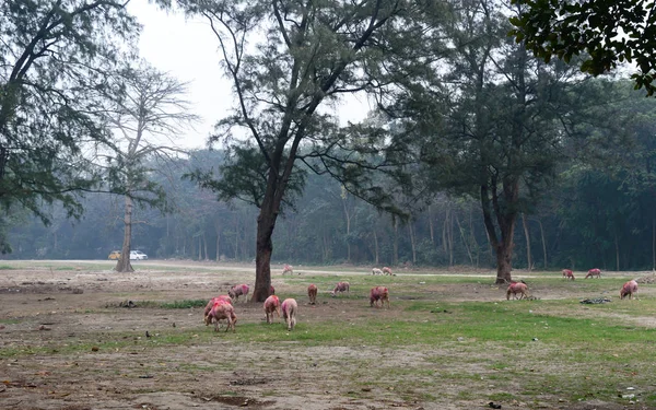Um duro de gado doméstico ovelhas pastando em um prado de fazenda de grama. Exploração de ovinos, criação de animais numa paisagem rural de Outono . — Fotografia de Stock