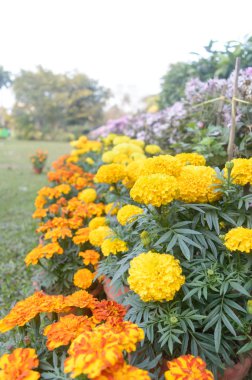Marigold Çiçeği (Tagetes Erecta) İlkbaharın sonlarında çiçek açan fidanlık resmi bir çiçek bahçesinde..
