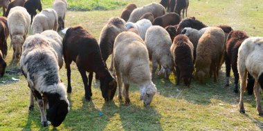 Yaz Günbatımında bir koyun çiftliğinde otlayan yerli koyun sürüsü, Ewe, Lamb, Ram (Ovis aries türleri). Tipik çiftlik hayvanları geviş getiren memeliler. Artiodactyla ailesi. Süt hayvanları arka plan teması.