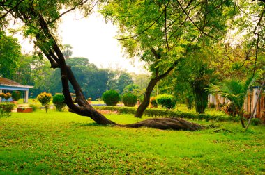 Eğri ağaç gövdesinde eğri şekilli toprak sürüngeni, Eğri Orman 'da yerde yatıyor. Yeşil yapraklı kavisli bitki kökü güneş ışığında büyüyen güneşe doğru eğilir. Doğal desen. Sonbahar baharı bahçesinin önü ya da arka bahçesi