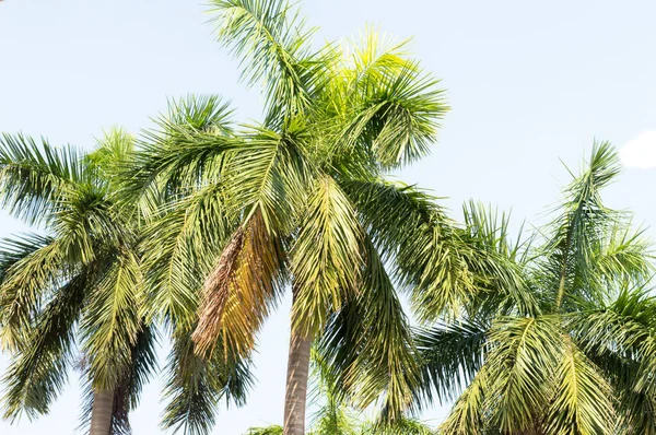 椰子树绿叶在夏日夕阳西下 映衬着明亮温暖的浅蓝色天空 热带海滩环境 度假背景 印度果阿沿海地区 — 图库照片
