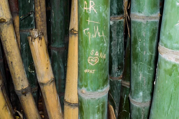 Close-Up Of Scripts Carved On Bamboo tree. Names and love sign hearts characters carved into bamboo plant. Beautiful I love you graffiti on a bamboo sticks. Kolkata India South Asia Pacific.