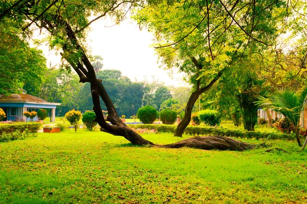 Soil Creep Fallen Tree Curved Shape Tree Trunk Lying Ground — Stock Photo, Image