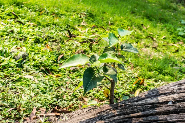 Banyan ağaç gövdesi köklerinden toprak olmadan büyüyen bir ağaç bitkisi. Yeşil yapraklar güneşe doğru filizleniyor. Doğal güneş ışığında çiçek açıyor. Yaşayan organizma geçmişinin sürdürülebilir yaşam tarzı. Kapat..