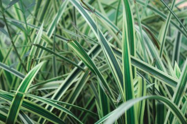 Yeşil bitki yaprağı soyut arka plan. Doku efekti. Çimenler yemyeşil çayırlarda. Doğal çapraz desenli tasarım elementleri. Tam kare. Kış arkaplanı.