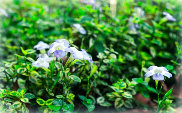 Vit Tulpan Hortensia Blomma Petunia Lilja Gerbera Daisy Påsklilja Familj — Stockfoto