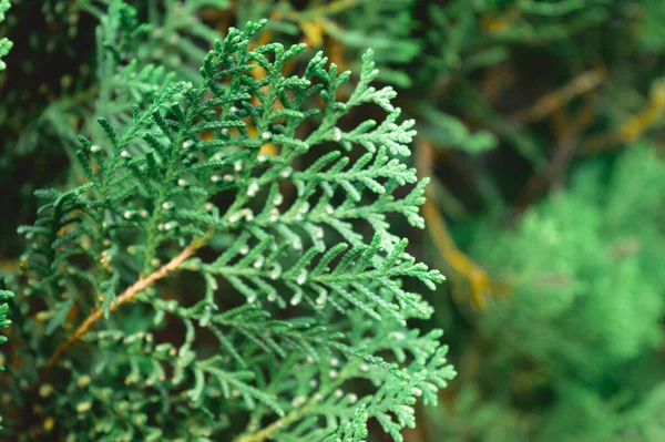Green Color Western Red Cedar Plant Leaf Bloom Close Focus — Stock Photo, Image