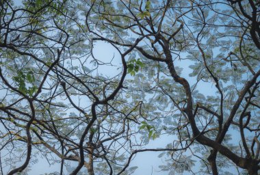 Siluet Yüksek ağaç dalları gün batımına kadar mavi gökyüzü arka planında. Soyut desen dokusu ve rengi. Yüksek açı. Tam üstte. Kışın hafif ışıkta fotoğraf. Tasarım ögeleri.