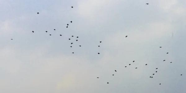 Göçmen Kuş Sürüsü Dağınık Bir Şekilde Gökyüzünde Uçuyor Hayvan Göçü — Stok fotoğraf