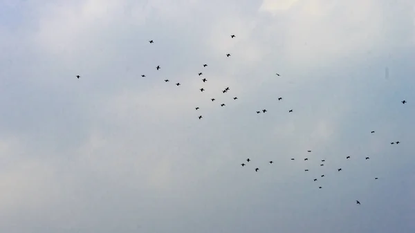 Manada Aves Migratorias Tropicales Que Vuelan Cielo Una Formación Desordenada — Foto de Stock