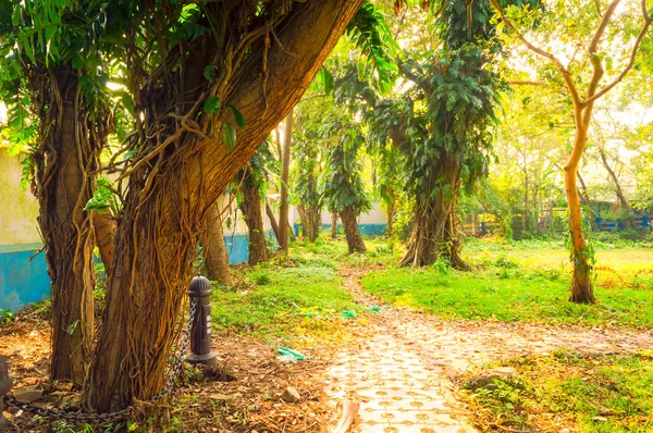 Halka Açık Bir Parkın Yol Kenarındaki Tepe Örtüsünü Çerçeveleyen Bir — Stok fotoğraf