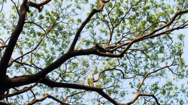 Geniş açılı yüksek orman yaprak döken ağaç üst dalları turuncu ve sarı renkli arka planda kış günbatımı gökyüzünü aydınlattı. Yüksek bölüm. Bitki ortamı. Çevresel koruma arkaplanı.