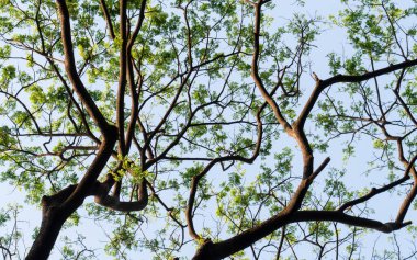 Geniş açılı yüksek orman yaprak döken ağaç üst dalları turuncu ve sarı renkli arka planda kış günbatımı gökyüzünü aydınlattı. Yüksek bölüm. Bitki ortamı. Çevresel koruma arkaplanı.