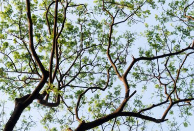 Geniş açılı yüksek orman yaprak döken ağaç üst dalları turuncu ve sarı renkli arka planda kış günbatımı gökyüzünü aydınlattı. Yüksek bölüm. Bitki ortamı. Çevresel koruma arkaplanı.