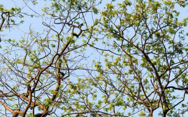 Geniş açılı yüksek orman yaprak döken ağaç üst dalları turuncu ve sarı renkli arka planda kış günbatımı gökyüzünü aydınlattı. Yüksek bölüm. Bitki ortamı. Çevresel koruma arkaplanı.