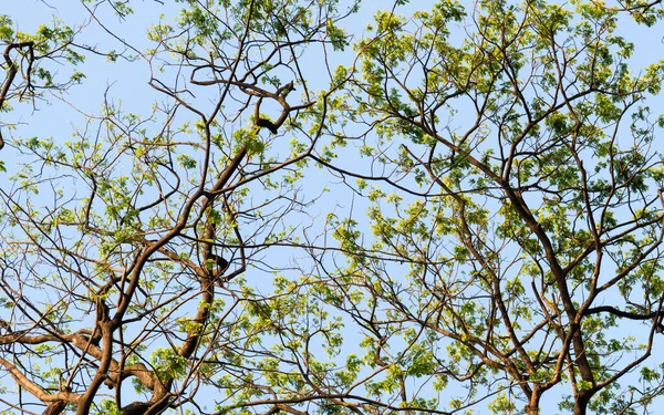 Geniş açılı yüksek orman yaprak döken ağaç üst dalları turuncu ve sarı renkli arka planda kış günbatımı gökyüzünü aydınlattı. Yüksek bölüm. Bitki ortamı. Çevresel koruma arkaplanı.